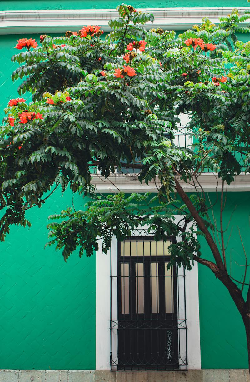 Oaxaca Houses Reviews